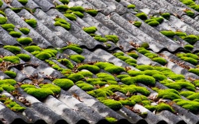 Les dangers des mousses et lichens sur votre toiture